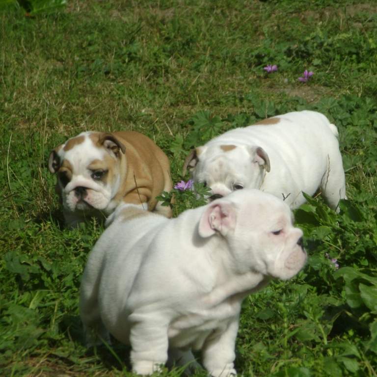 chiot bulldog anglais
